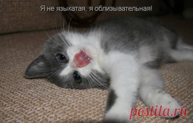 Подбор картинок с кошками — Трикки — тесты для девочек