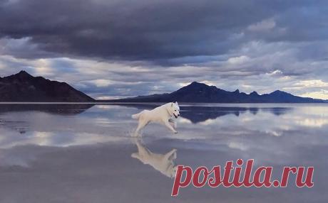 Белоснежный хаски – всегда центральная фигура на снимках своего хозяина