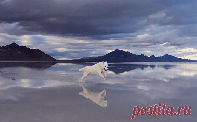 Белоснежный хаски – всегда центральная фигура на снимках своего хозяина