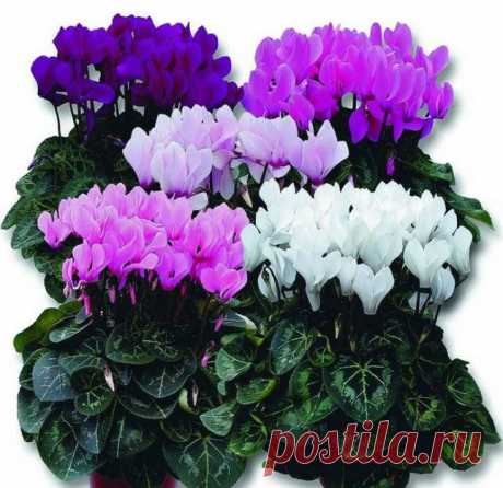 КОМНАТНЫЕ РАСТЕНИЯ ДЛЯ ЛЮБВИ И СЧАСТЬЯ
