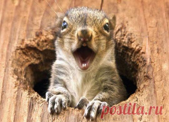 Чего мы не знали о животных