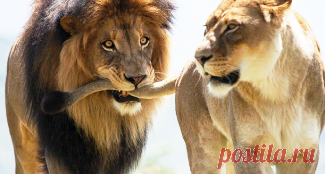 Сидят лев с быком, ужинают. Льву звонит жена: — Дорогой, ты скоро домой? — Да, дорогая, скоро буду! Бык заржал: — Ну ты, Лев, даёшь: «Да, дорогая, скоро буду!» Ты же царь зверей! Я вот по столу – трясь! – молчать, баба, когда надо, тогда и приду! На что Лев замечает: — Так ты не ровняй, у тебя жена — корова, а у меня – Львица!