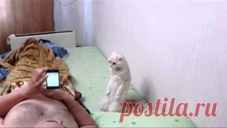 Реакция кота на гимн России. Совпадение? Не думаю.