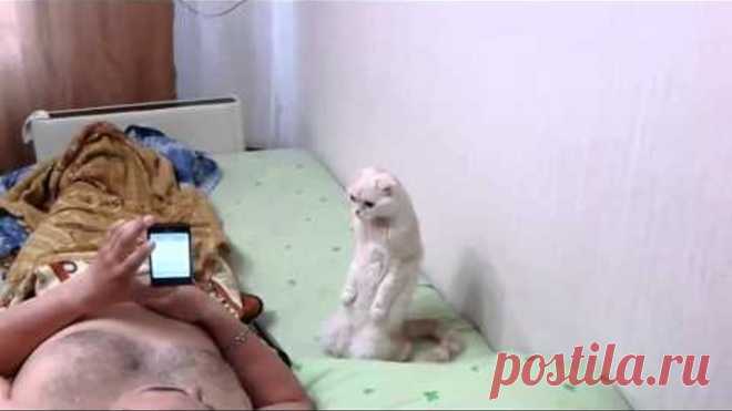 Реакция кота на гимн России. Совпадение? Не думаю.
