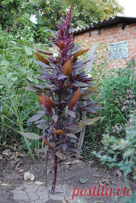 Амарант Багряный - Amaranthus (Амарантовые — Amaranthaceae Juss.)