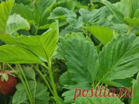 Как разбудить клубнику после зимы? Мартовский рецепт для суперурожая. Клубника, усыпанная ягодами размером с абрикос, станет реальностью, если узнать, как правильно «разбудить» ее после зимы.