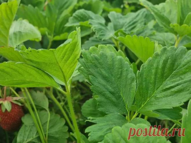 Как разбудить клубнику после зимы? Мартовский рецепт для суперурожая. Клубника, усыпанная ягодами размером с абрикос, станет реальностью, если узнать, как правильно «разбудить» ее после зимы.