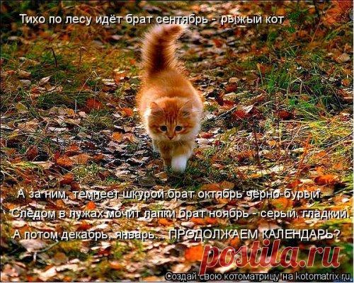 Рыжая котоматрица (12 шт)