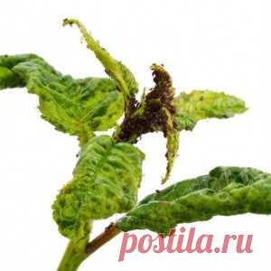УДИВИТЕЛЬНЫЙ ЧАЙ ЧИНГИСХАНА.