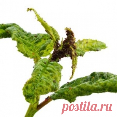 УДИВИТЕЛЬНЫЙ ЧАЙ ЧИНГИСХАНА.