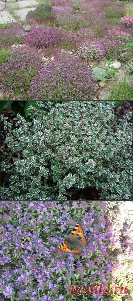 Чабрец: виды, сорта, выращивание и уход