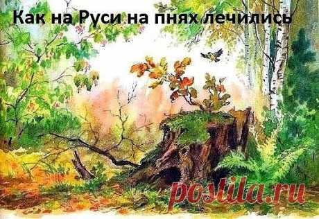 Лечение пеньками
Целебное действие, оказываемое живыми деревьями на человека, не подлежит сомнению, поскольку оно проверено многовековым опытом наших предков. Но не только прогулки в живописных рощах и дубравах дарят нам здоровье и долголетие.
К числу наиболее интересных способов, применяемых в дендротерапии, относится лечение пеньками – срубленными деревьями. Правда, выбирая пенки деревьев, следует ориентироваться на свой возраст. Так, молодым лучше выбирать березовые, а достигшим 50 лет - ори