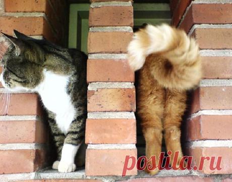 30 фото котов, сделанных в самый подходящий момент