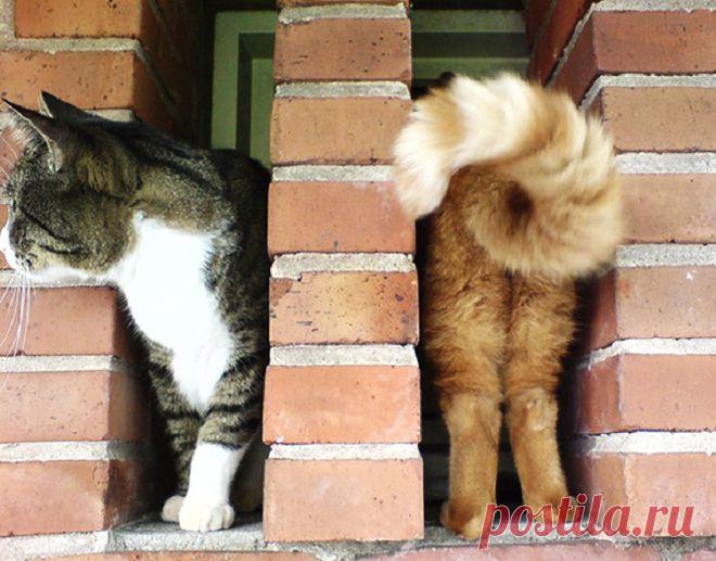 30 фото котов, сделанных в самый подходящий момент