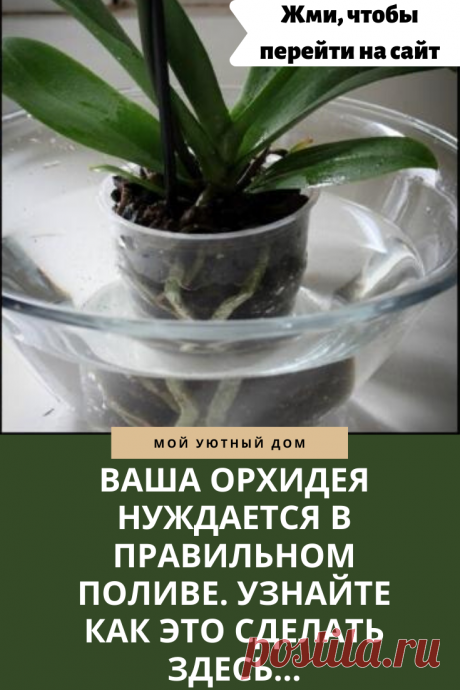 Советы как правильно поливать орхидею чтобы она пышно цвела