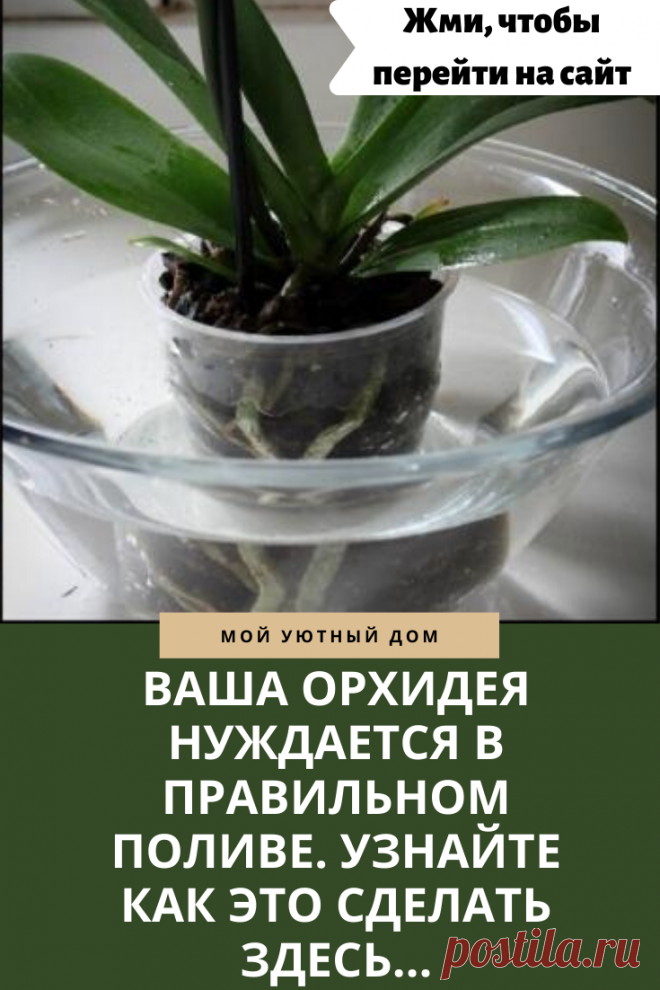 Советы как правильно поливать орхидею чтобы она пышно цвела