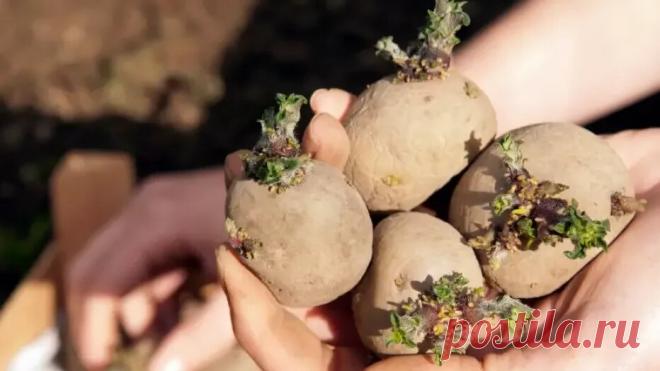 Обновляю семенной картофель без затрат на элиту. 1 простой прием увеличивает урожай в 2.5 раза | Огородные шпаргалки | Дзен