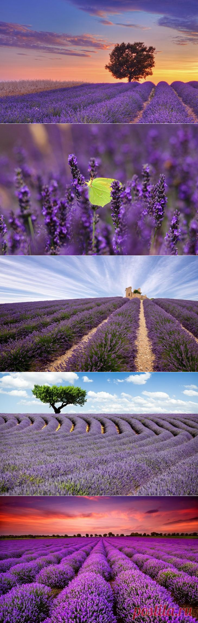 Лавандовые поля провинции Прованс, Франция