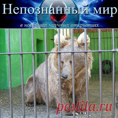 Йети - снежный человек или гималайский бурый медведь? | Непознанный мир
Новые анализы ДНК противоречат теории, что йети (снежный человек, бигфут, алмасты, сасквоч)  - это якобы сохранившийся в Гималаях доисторический белый медведь