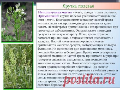 Ярутка полевая