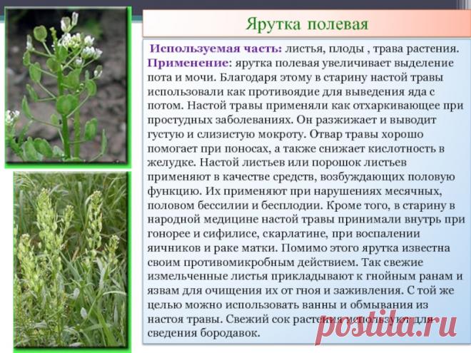 Ярутка полевая