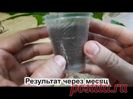 Как укоренить гибискус: ПЯТЬ правил. ТРИ способа + конечный результат.