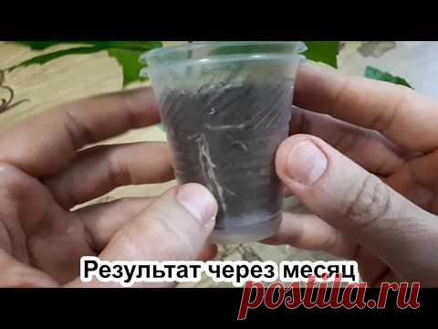 Как укоренить гибискус: ПЯТЬ правил. ТРИ способа + конечный результат.