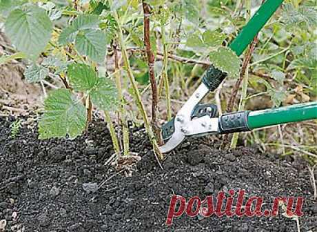 (+1) - О весенней обрезке малины | ОГОРОД БЕЗ ХЛОПОТ