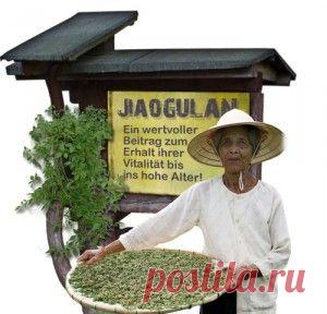 Джиогулан растение - по-китайски означает "трава бессмертия"