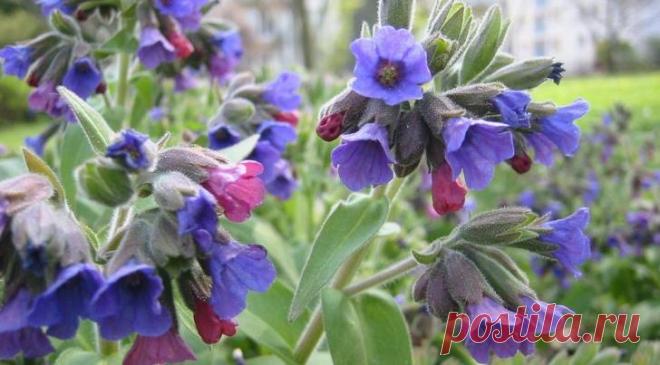 Медуница лекарственная (легочница) — полезные свойства