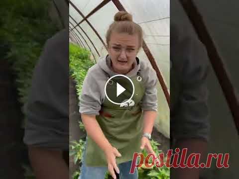 Супер урожайный перец! Алтайский плодовитый #сад #дача #огород #семенаалтая Супер урожайный перец! Алтайский плодовитый #сад #дача #огород #семенаалтая...