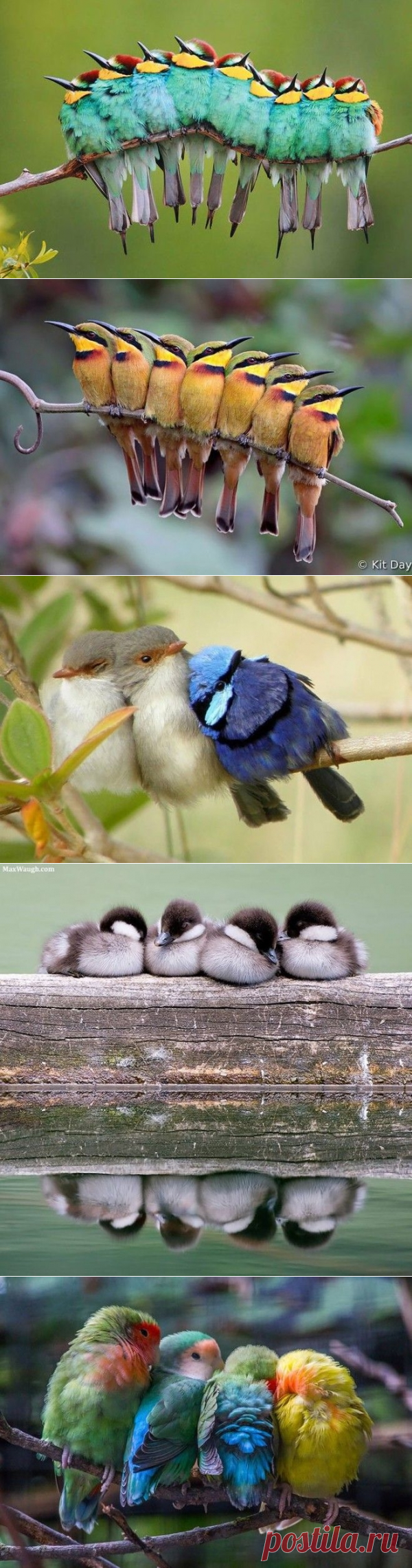 Птицы, которые любят обниматься