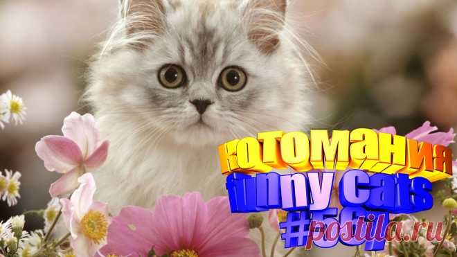 Любите смотреть видео про смешных котов? Тогда мы уверены, Вам понравится наше видео 😍. Также на котомании Вас ждут: видео кот,видео кота,видео коте,видео котов,видео кошек,видео кошка,видео кошки,видео о котах, видео о смешных кошках, видео с котиками, для котов, кото приколы, кошка видео, прикол, приколы от кошек, про котов, про кошку видео, самые смешные кошки, смешные видео про кошек, смешные кошки для детей, смешных котиков, смотреть смешные коты, приколы с котами видео