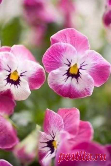 Blooming Beauty - Fotky