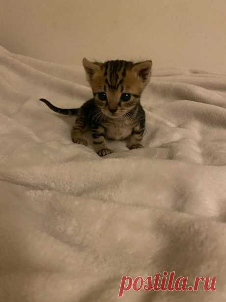 Милые малыши-котята растопят ваше сердце