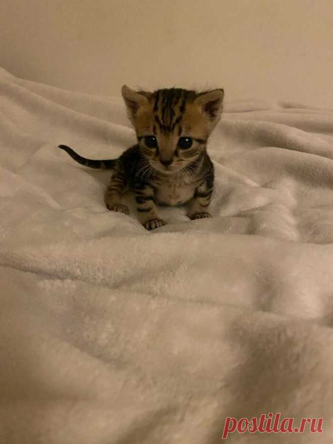 Милые малыши-котята растопят ваше сердце