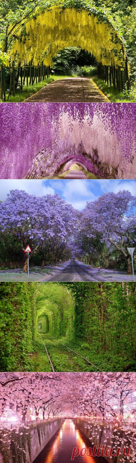 Волшебные тоннели! | НАУКА И ЖИЗНЬ = Мы многое позаимствовали у природы. Глядя на красивое магическое пространство тоннелей из деревьев, вдохновлялись архитекторы и дизайнеры, создававшие исторические здания с великолепными сводчатыми потолками, готические соборы или прочие грандиозные сооружения с арками. В старину у многих народов деревья считались священными, что не удивительно.