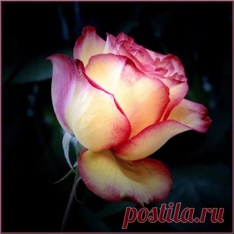 Дневник Шурочка9429