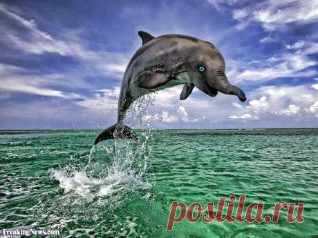 Elephant-Dolphin--99154.jpg (800×600)