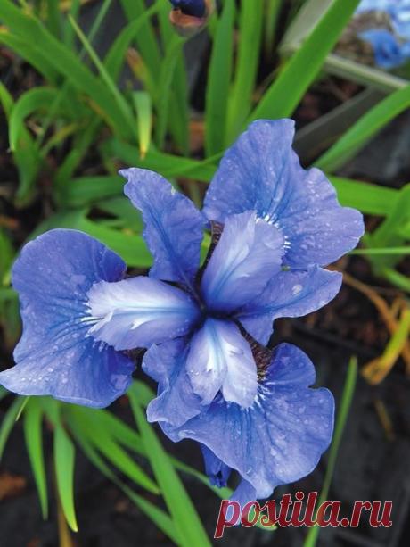 Сибирские ирисы - радужные перспективы для новичка
