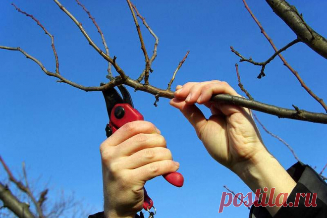 Когда обрезать деревья в саду » Интернет-газета Кумушка.com