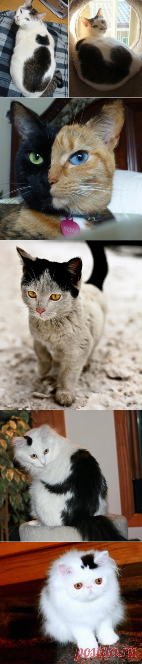 Кошки, которых разукрасила сама природа
