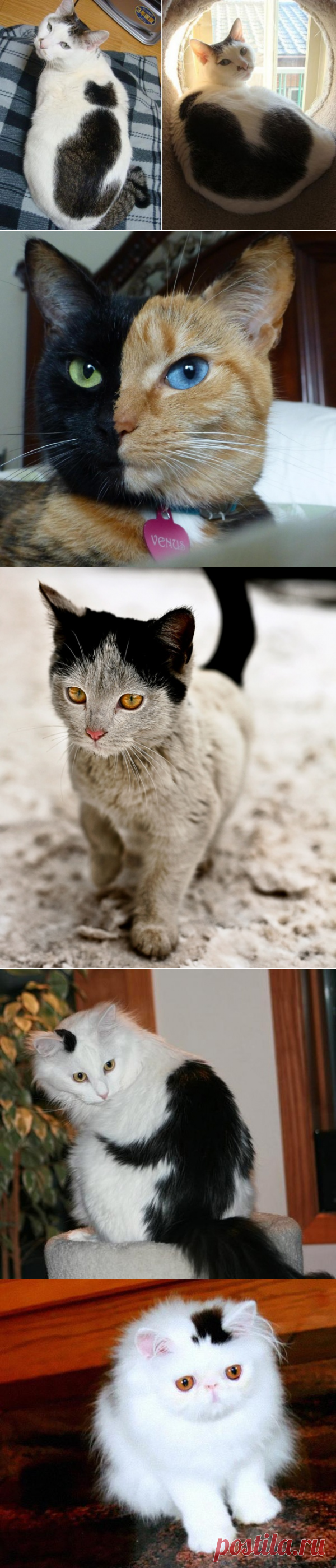 Кошки, которых разукрасила сама природа