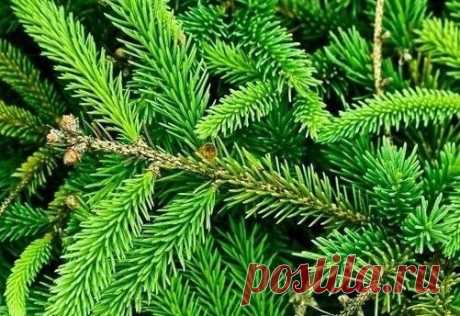 Использование хвои на даче — удобрение и защита от вредителей | Дачный дизайн от Наталии