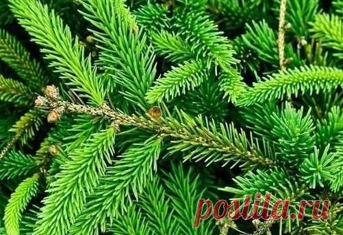 Использование хвои на даче — удобрение и защита от вредителей | Дачный дизайн от Наталии