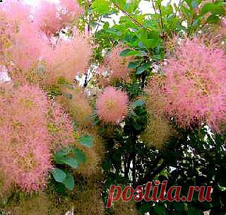 Cкумпия — оригинальный высокий кустарник или низкое дерево семейства сумаховых. В высоту достигает 2,5 метров. В дикой природе встречается на юге России, в Средиземноморье, Малой Азии, в Китае и Гималаях, растет на открытых сухих склонах, каменистых и известковых склонах. В декоративном садоводстве скумпия известна приблизительно с 1650 года. Культура распространена в садах по всей России.Как только кустарник зацветет, его окутывает розовая, зеленая или фиолетовая окраска.