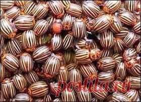 Люди и и , нашла то, что ( говорят) очень эффективно помогает от колорадов ... 
Проверим ? 
Одну пачку сухой горчицы разводим в ведре воды, добавляем 100 мл столового 9%-ного уксуса, тщательно перемешиваем и опрыскиваем этой смесью ботву картофеля. И все места скопления ... Жуков не бывает ... 
Только желательно эту смесь всегда носить при себе в бутыльке с распылителем ... Пшик - и сдох ... Жуков не будет ;-) :-)