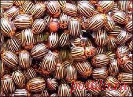 Люди и и , нашла то, что ( говорят) очень эффективно помогает от колорадов ... 
Проверим ? 
Одну пачку сухой горчицы разводим в ведре воды, добавляем 100 мл столового 9%-ного уксуса, тщательно перемешиваем и опрыскиваем этой смесью ботву картофеля. И все места скопления ... Жуков не бывает ... 
Только желательно эту смесь всегда носить при себе в бутыльке с распылителем ... Пшик - и сдох ... Жуков не будет ;-) :-)