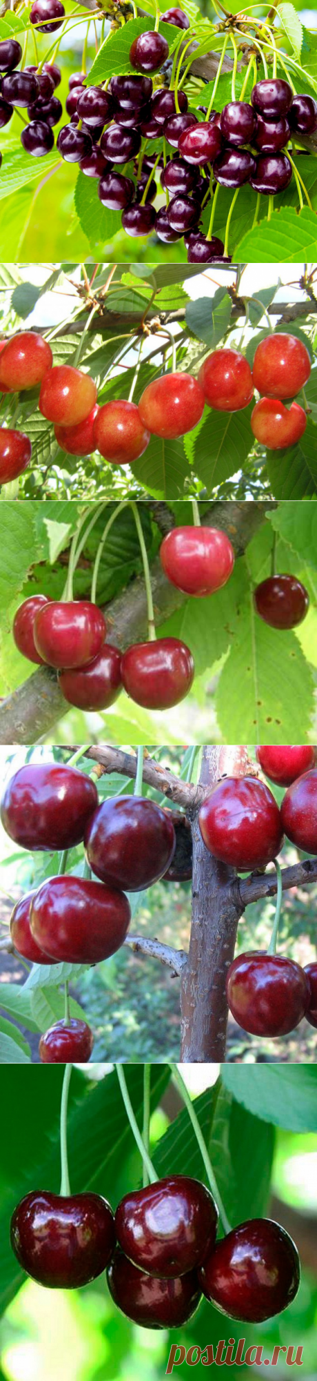 Лучшие сорта черешни для Средней, Центральной полосы и Кавказа