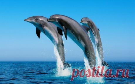 НАШ ЗВЕРИНЫЙ КИНОЗАЛ. Дельфиний цирк